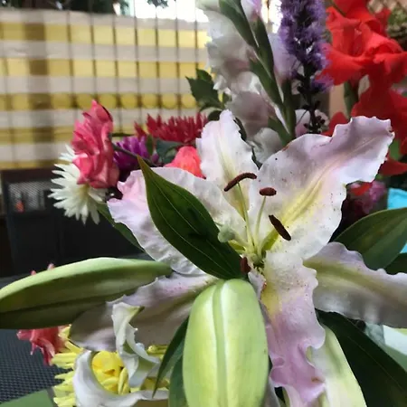 Hotell White Rose Guest 2*