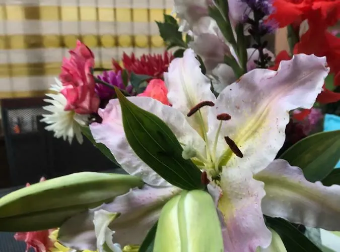 Hotell White Rose Guest 2*